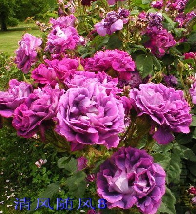 �����岩��William Lobb��.jpg