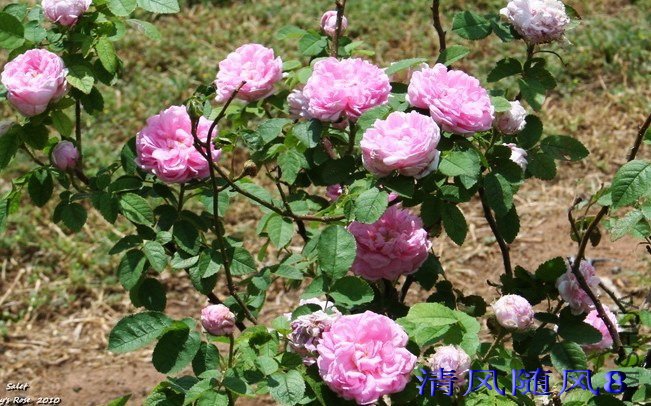 ÷�����¶���Melchior Salet��.jpg