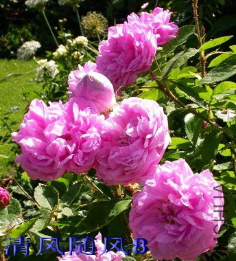 ÷�����¶���Melchior Salet�� (1).jpg