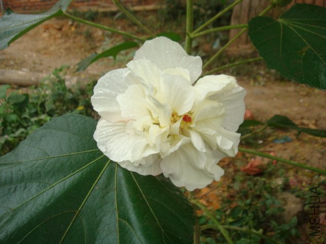 DSC02806.JPG