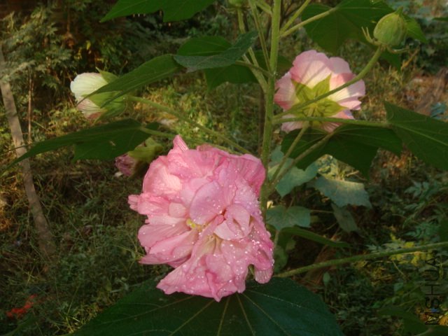 DSC02822.JPG