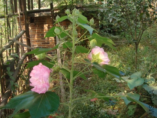 DSC02823.JPG