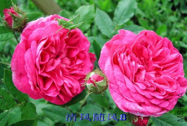 �����Ķ����ڣ�Mar��chal Davoust��.jpg