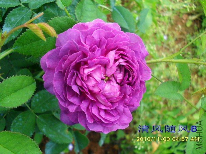 ��¥��������Belle de crecy�� (1).jpg