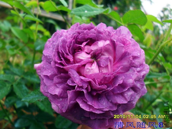 ��¥��������Belle de crecy�� (2).jpg