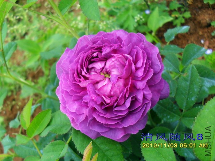 ��¥��������Belle de crecy�� (3).jpg