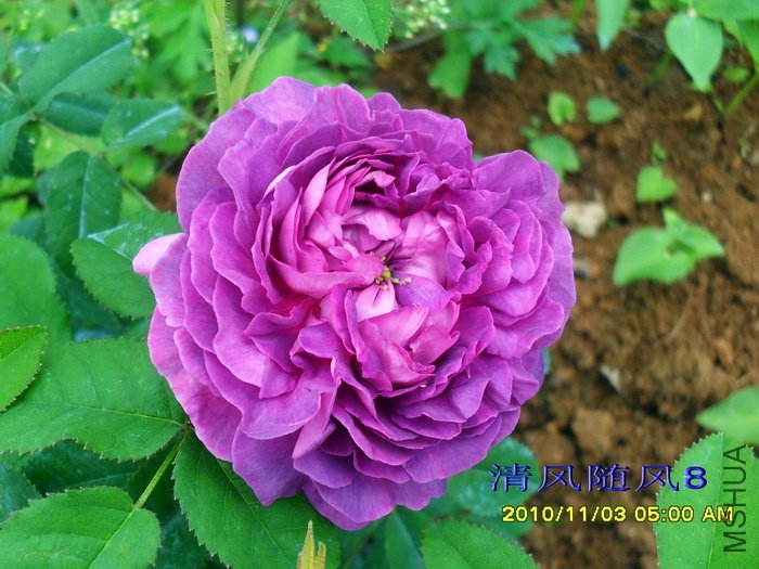 ��¥��������Belle de crecy�� (4).jpg