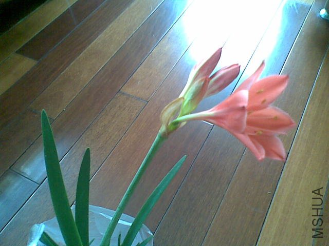 20110808.jpg