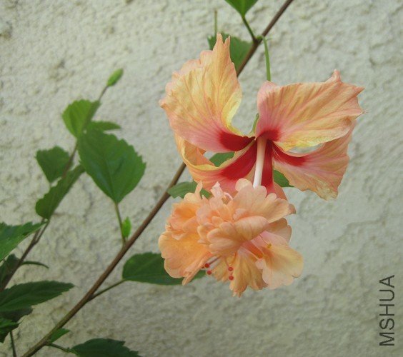 el capitolio orange 2.jpg