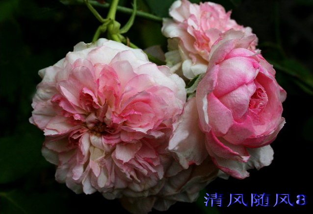 �¶�����˹Ƥŵ����Orsola Spinola�� (1).jpg