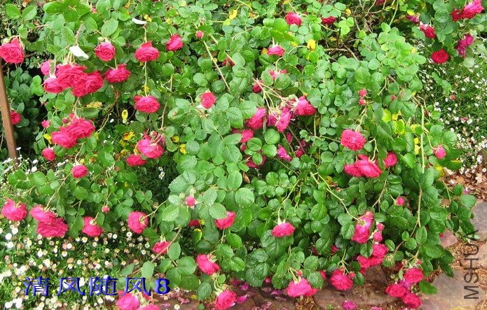 �²��ҵ�̦˿��Tess of the d`Urbervilles�� (1).jpg