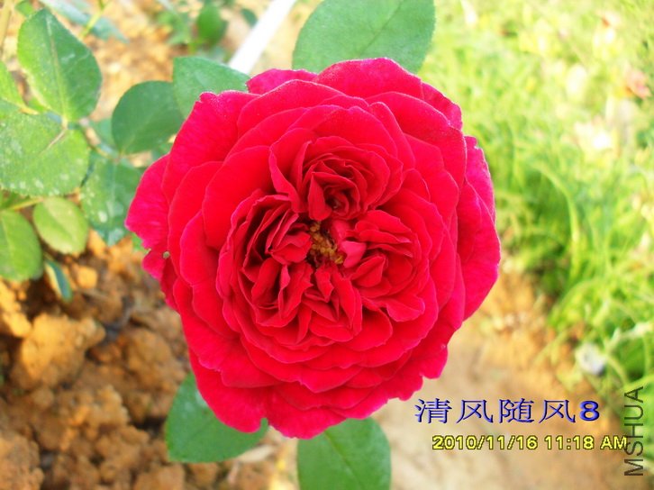 �²��ҵ�̦˿��Tess of the d`Urbervilles�� (3).jpg