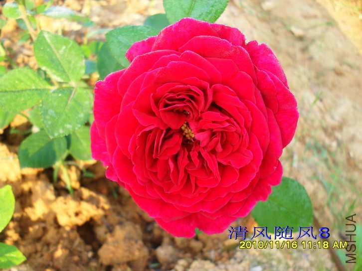 �²��ҵ�̦˿��Tess of the d`Urbervilles�� (4).jpg