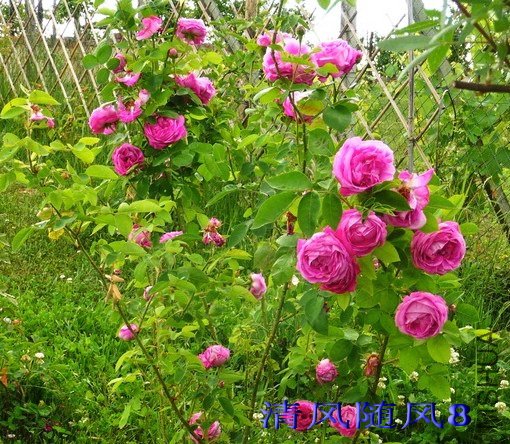 Aragon�� (1).jpg