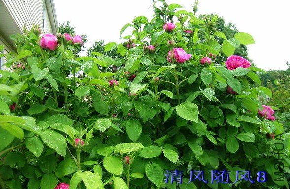 Aragon�� (6).jpg