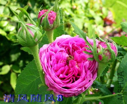 Aragon�� (5).jpg