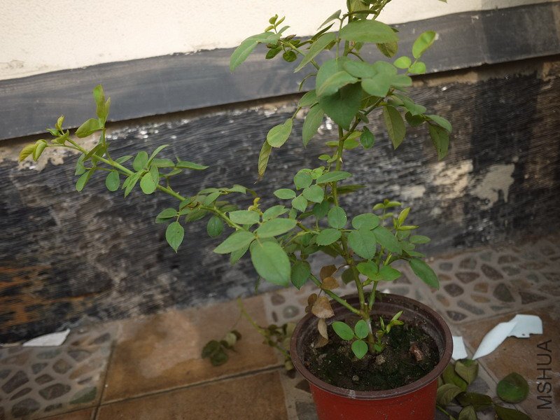 P1000641.jpg
