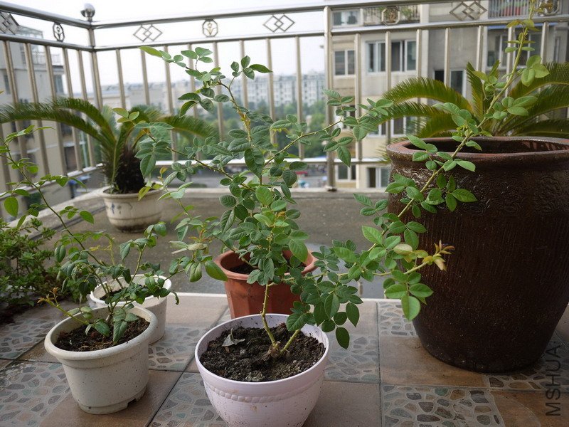 P1000642.jpg