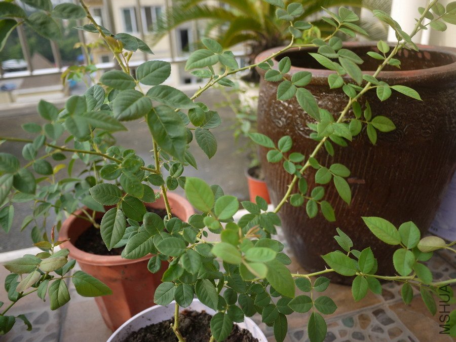 P1000650.jpg