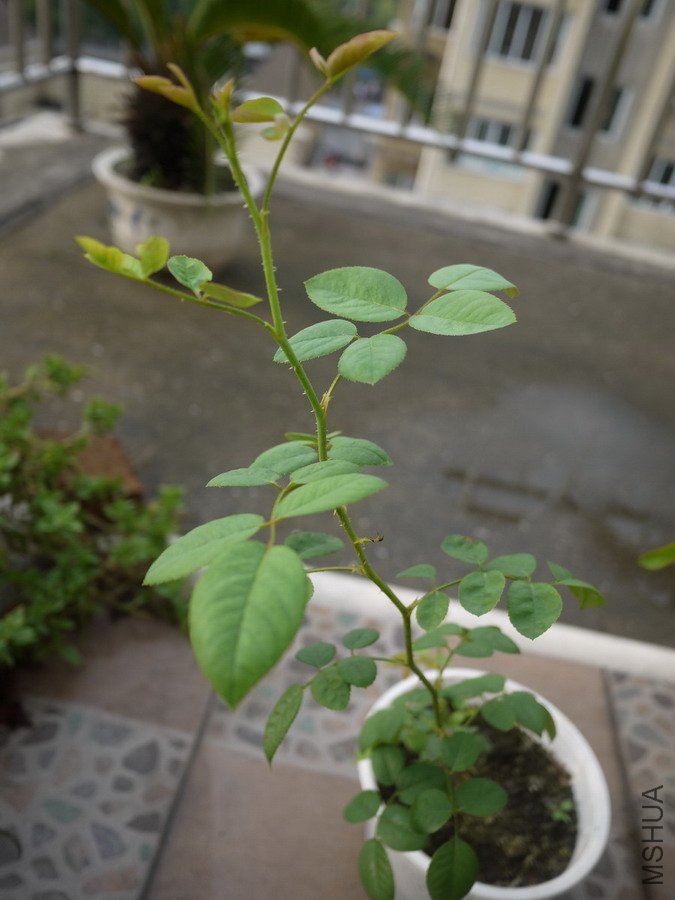 P1000654.jpg