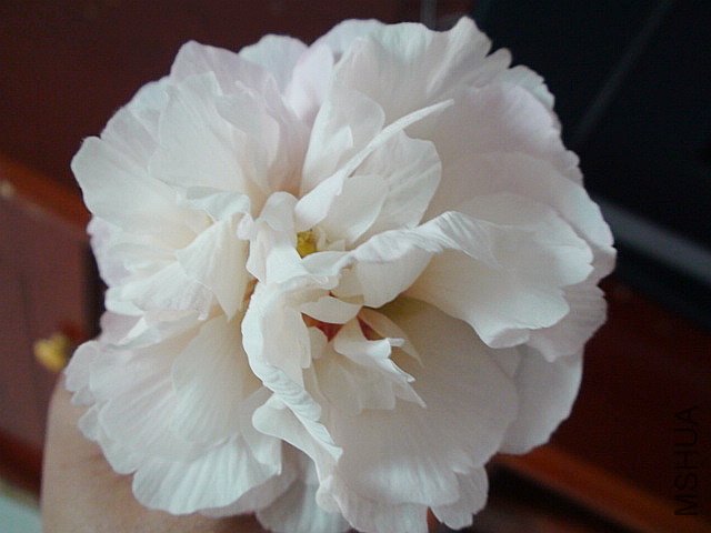 DSC00710.JPG