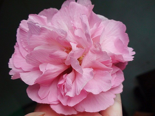 DSC00712.JPG