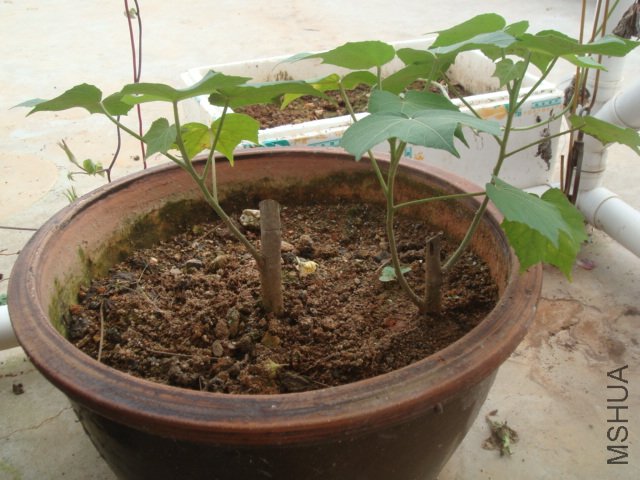DSC06650.JPG