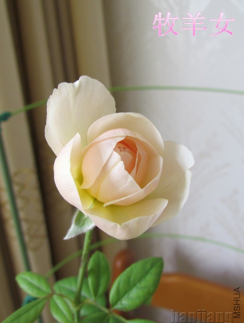 ����Ů0807a.jpg