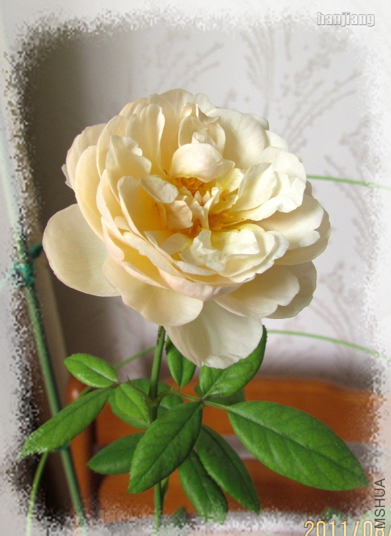 ����Ů08084_conew1.jpg