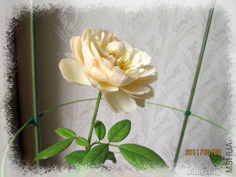 ����Ů08082_conew2.jpg