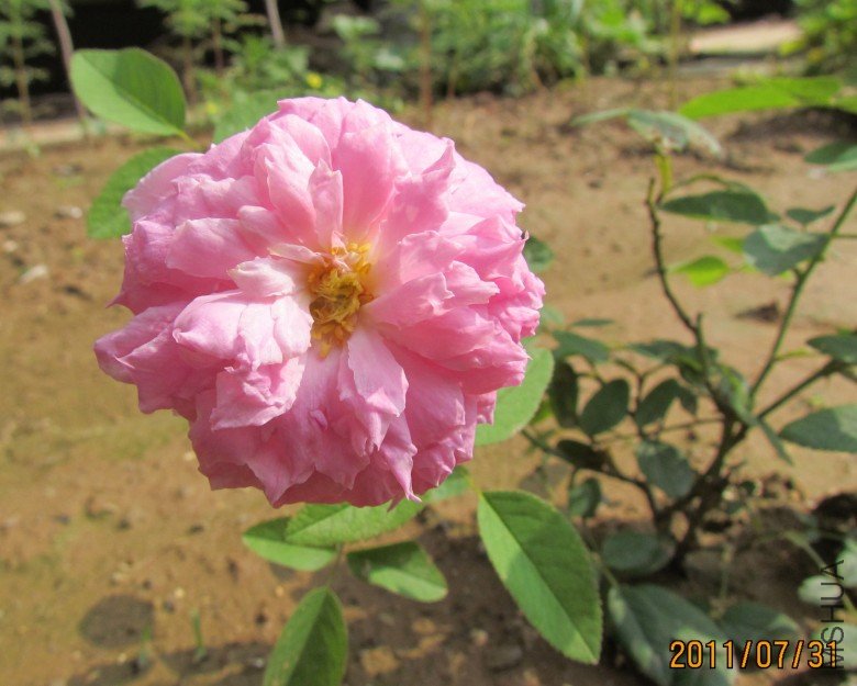 IMG_3369a_conew1.jpg
