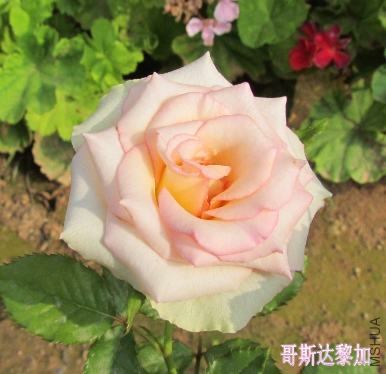 С��08081_conew4.jpg