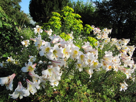 Lilium_regale_in_sun.jpg
