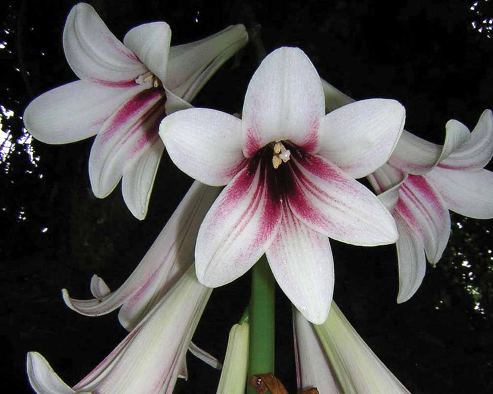 perennial_m_cardiocrinum%20giganteum.jpg