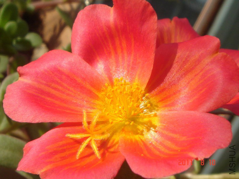 DSC06956_800x600.JPG