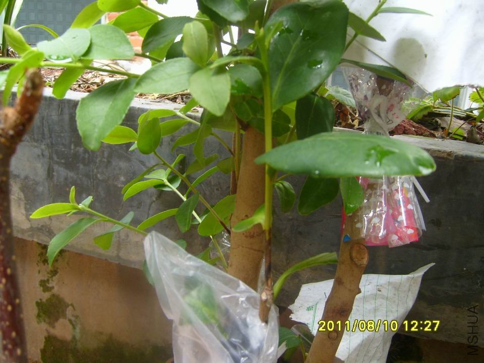 6��18�ޣ���ѿ��죬����