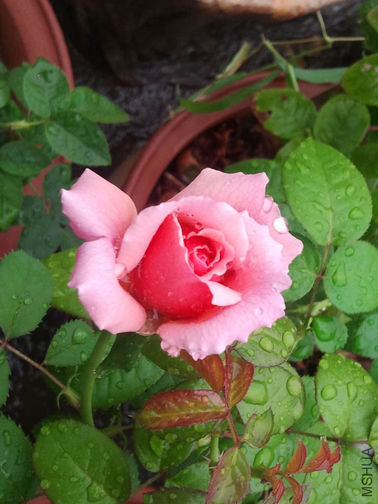 ��Ƭ0051.jpg