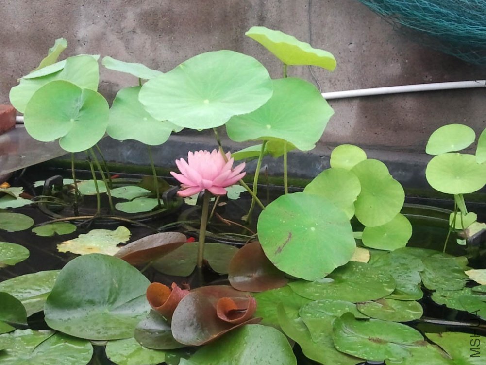 ��Ƭ0047.jpg
