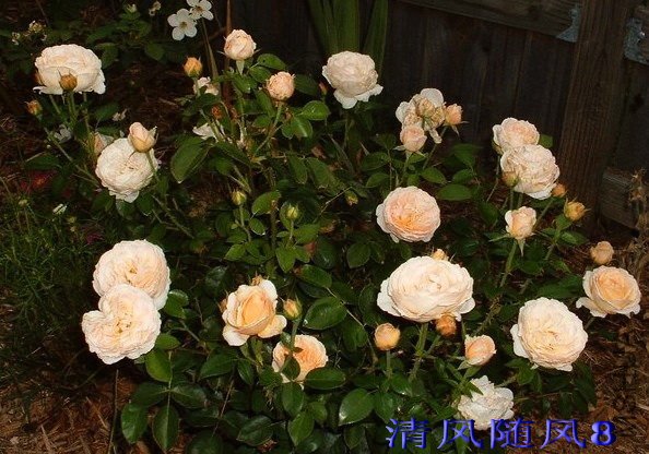 ̩Ħ����Tamora�� (3).jpg