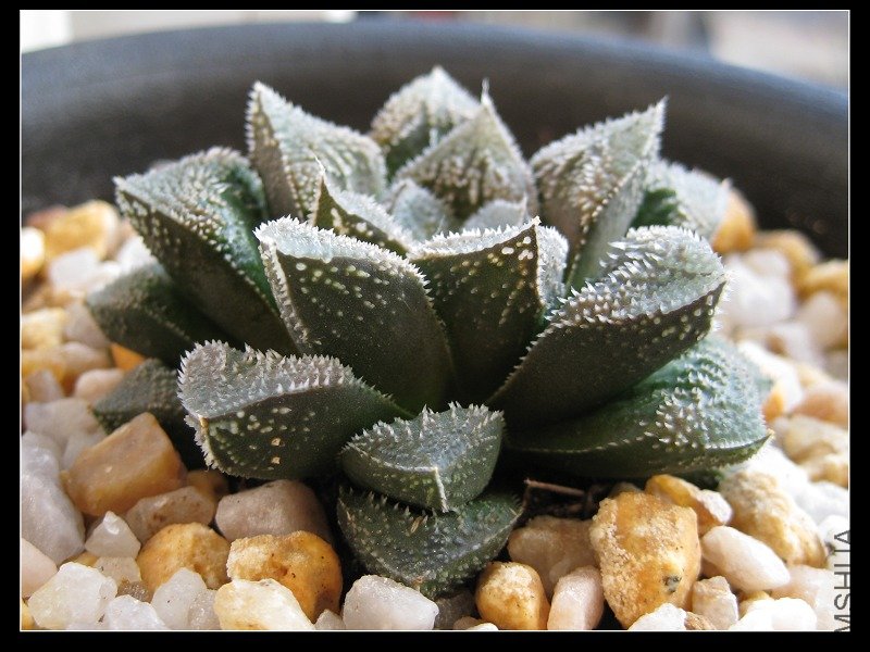 2011��2�� 006.jpg