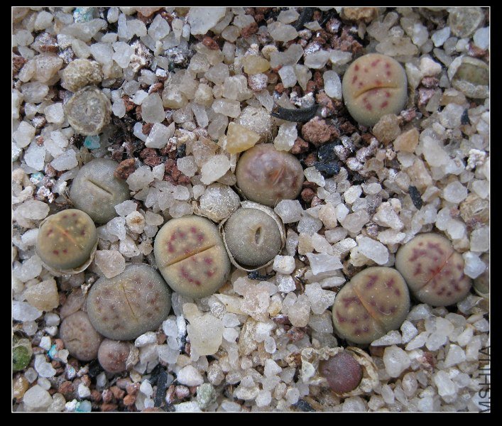 2011��7�� 030.jpg