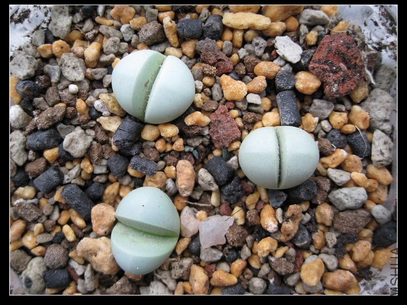 2011��7�� 031.jpg