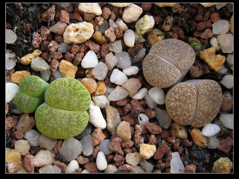 2011��2�� 003.jpg