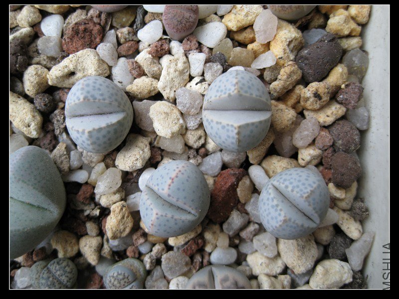 2011��7�� 024.jpg