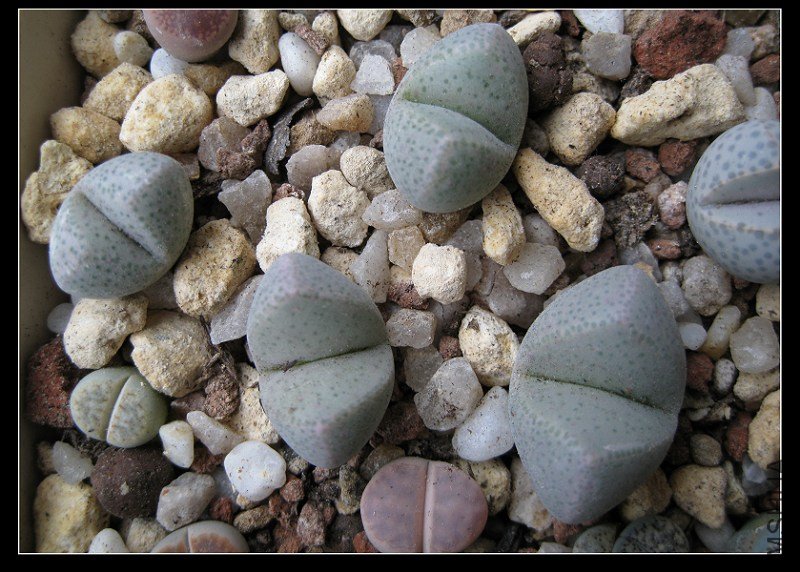 2011��7�� 025.jpg