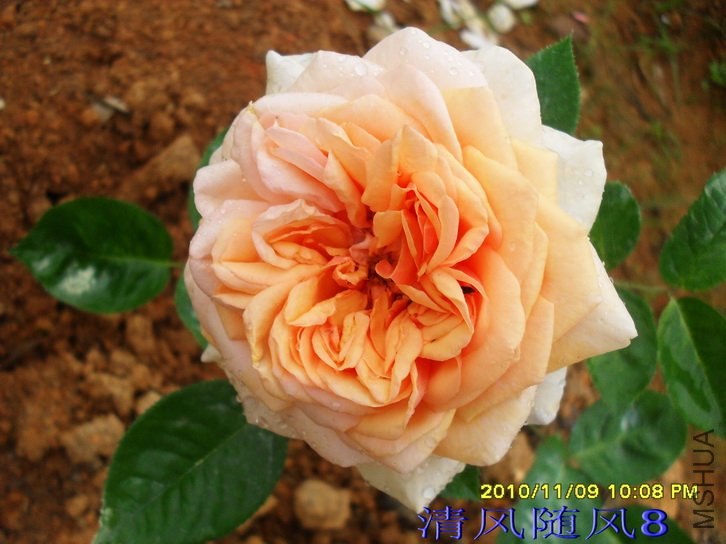 �Ʋ��˹��˹͡��Yellow Charles Austin��.jpg