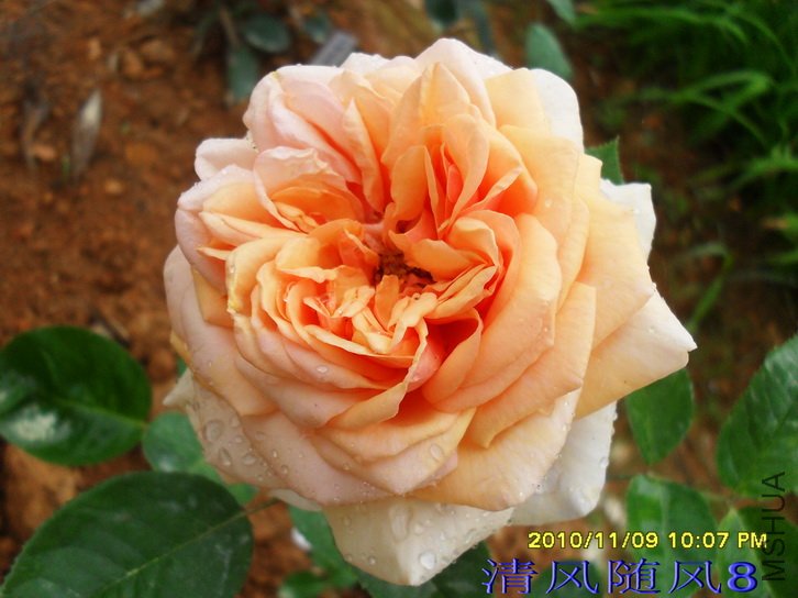 �Ʋ��˹��˹͡��Yellow Charles Austin�� (2).jpg