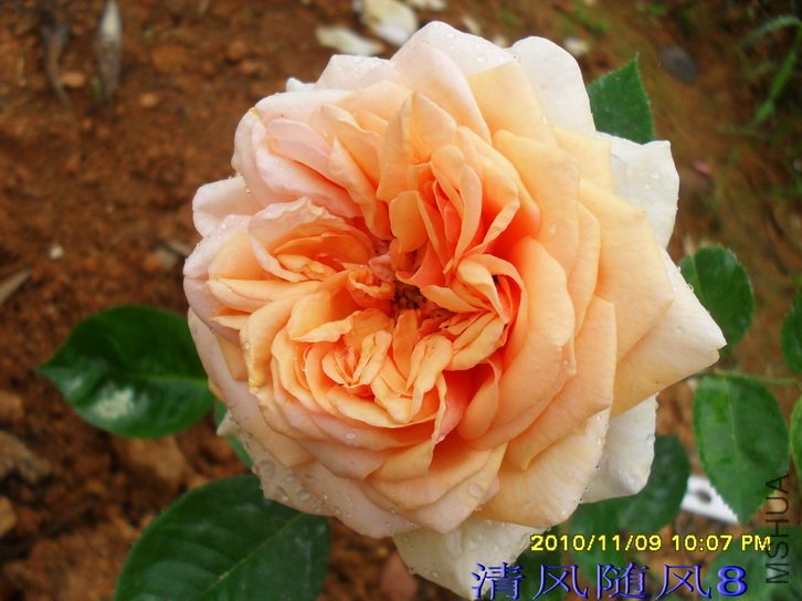 �Ʋ��˹��˹͡��Yellow Charles Austin�� (3).jpg