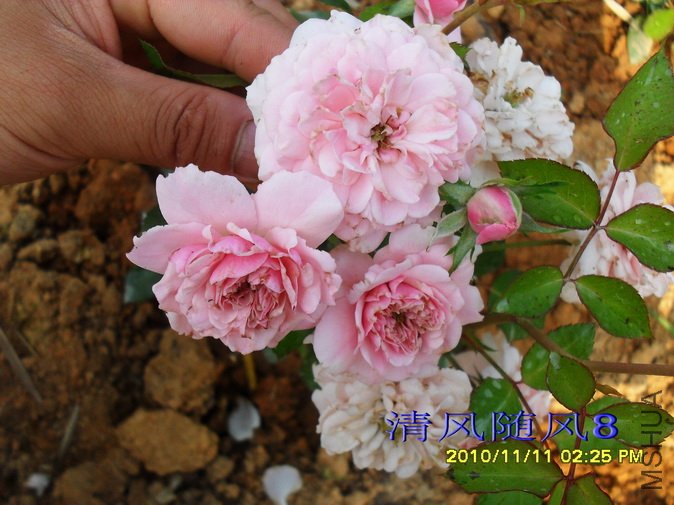 ��ɫ΢�� (2).jpg