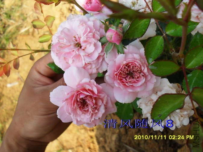 ��ɫ΢�� (3).jpg